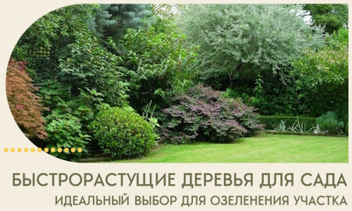 Быстрорастущие деревья для сада идеальный выбор в Сасове