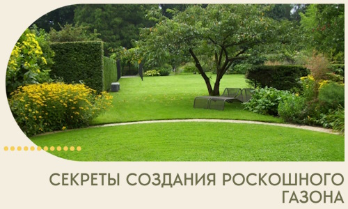Секреты создания роскошного газона в Сасове